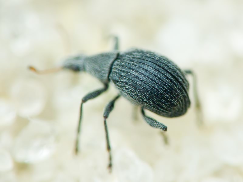 Apionidae Schönherr, 1823